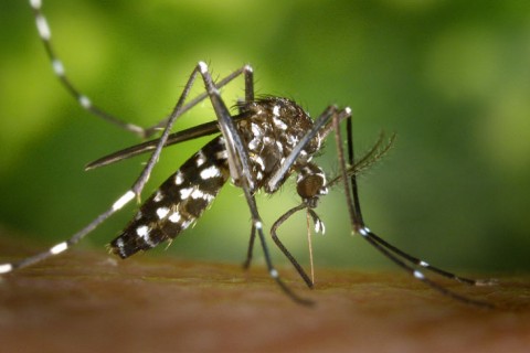 Cidade de Capão Bonito está em estágio de atenção para dengue